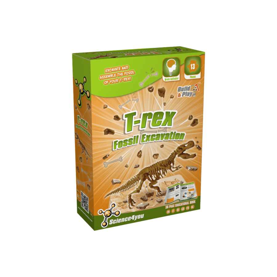 Fosil de Excavación T-Rex y Estegosaurio